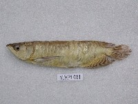 藏品(美麗硬骨舌魚)的圖片